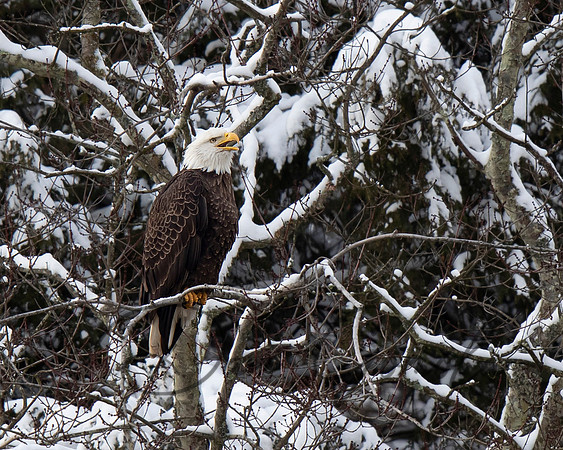 Bald Eagle