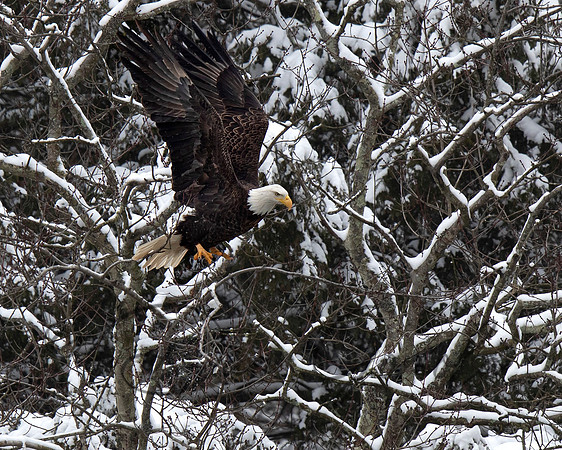 Bald Eagle