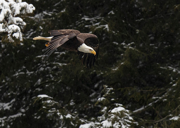 Bald Eagle