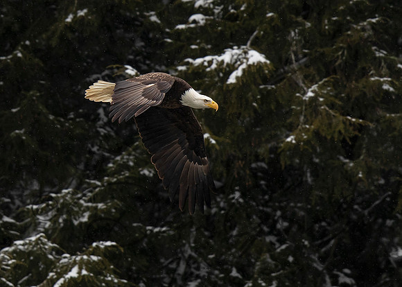 Bald Eagle