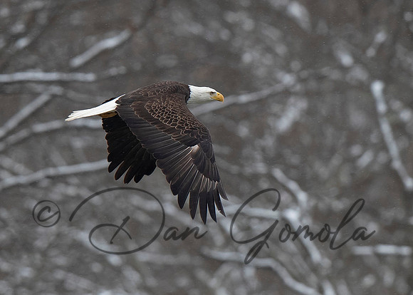 Bald Eagle