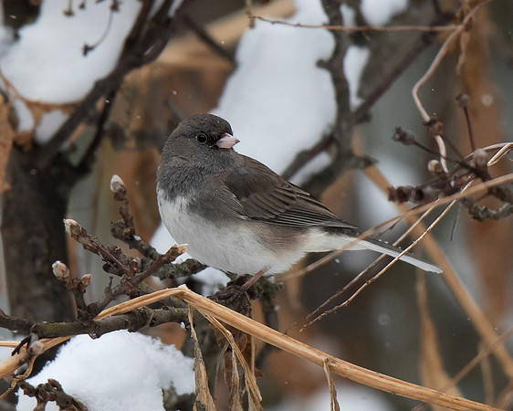 Dark-eyed Junco