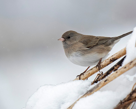 Dark-eyed Junco