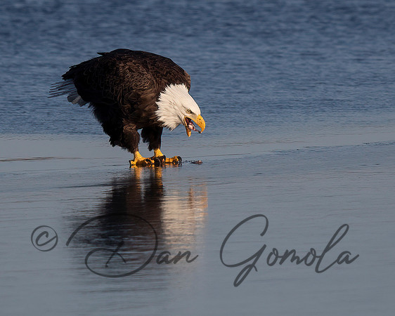 Bald Eagle