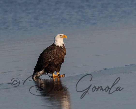 Bald Eagle