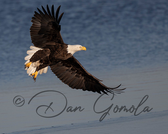 Bald Eagle