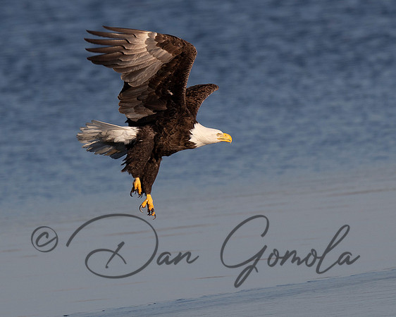 Bald Eagle