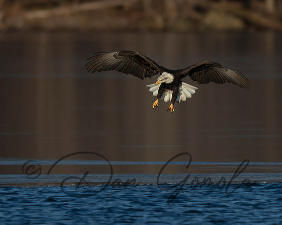 Bald Eagle