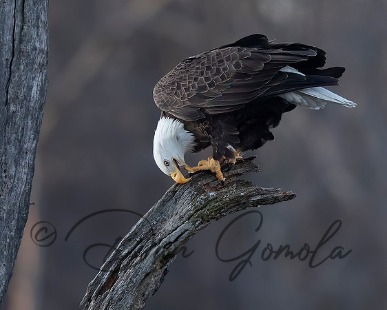 Bald Eagle