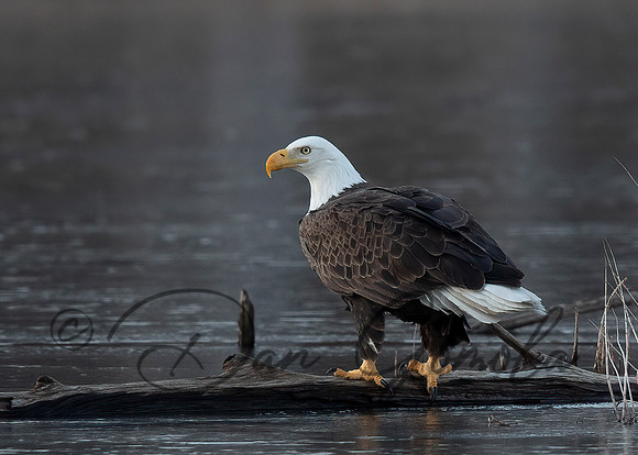 Bald Eagle