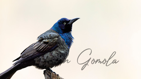 Common Grackle
