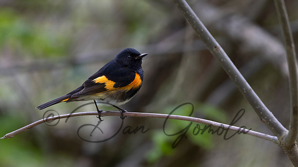 American Redstart