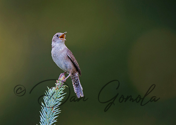 House Wren