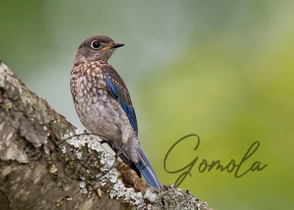 Eastern Bluebird
