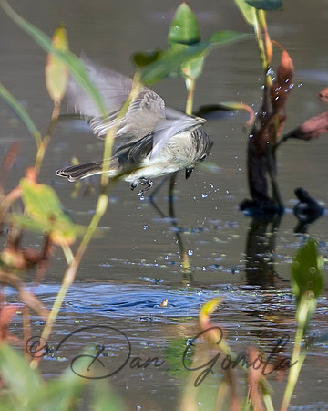 Eastern Phoebe