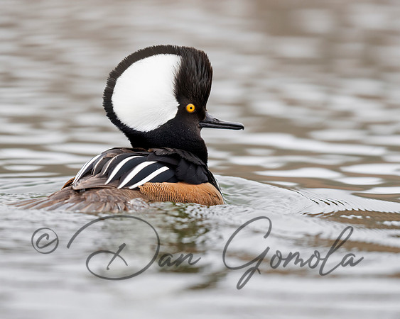Hooded Merganser