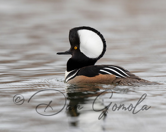 Hooded Merganser