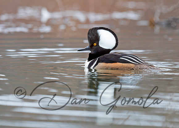Hooded Merganser