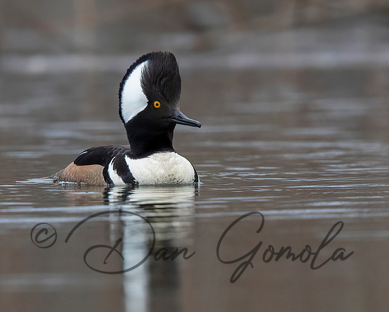 Hooded Merganser