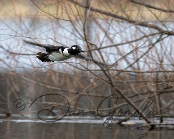 Hooded Merganser