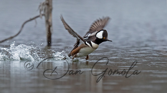 Hooded Merganser