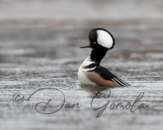 Hooded Merganser