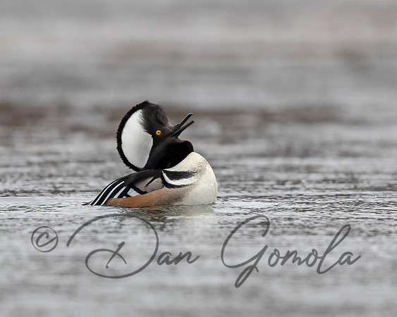 Hooded Merganser