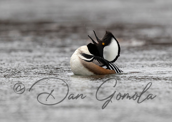 Hooded Merganser