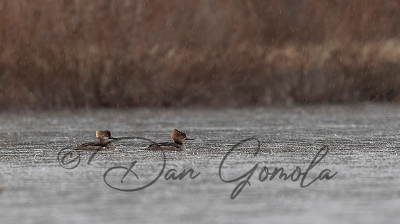 Hooded Merganser
