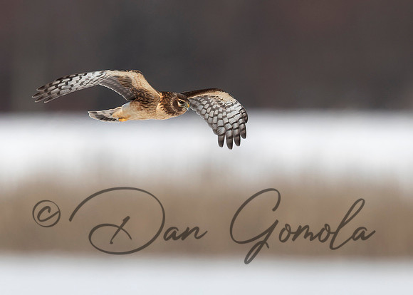 Northern Harrier