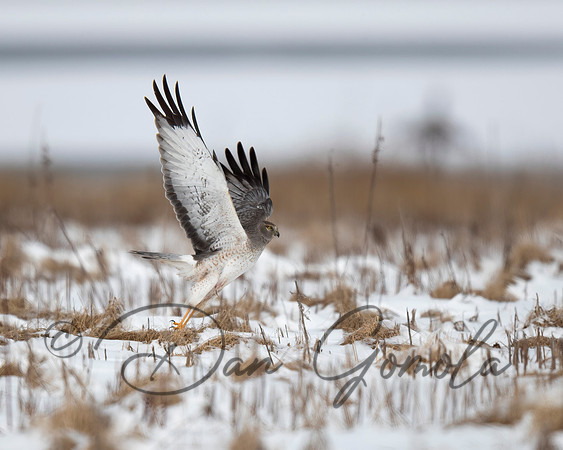 Northern Harrier