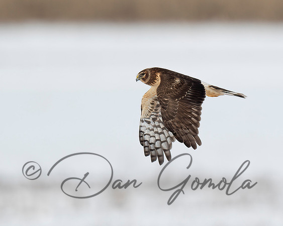 Northern Harrier