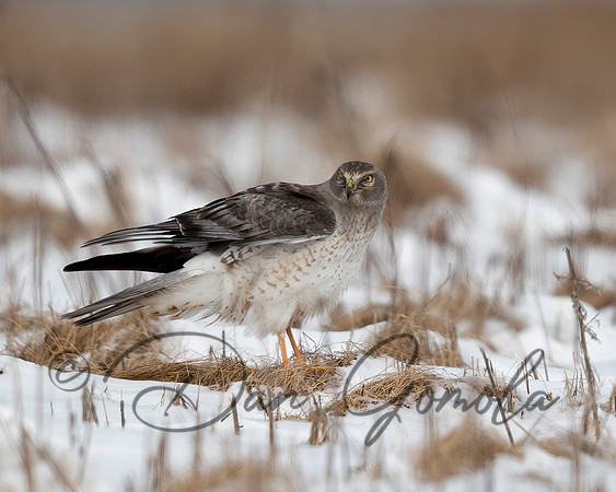Northern Harrier