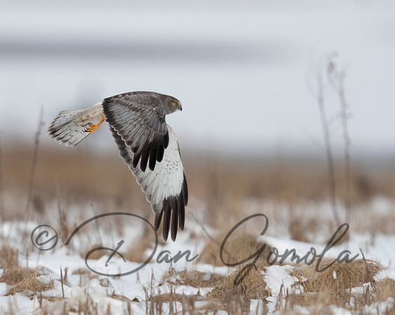 Northern Harrier