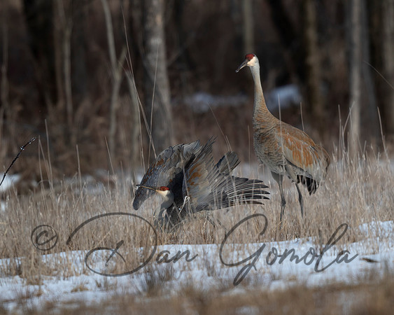 Sandhill Crane