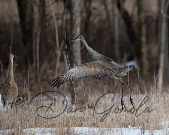 Sandhill Crane