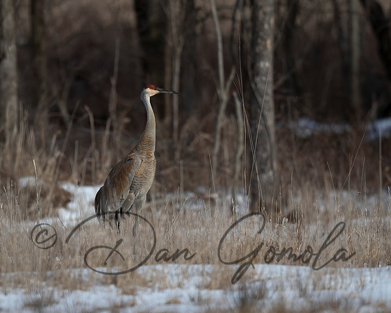 Sandhill Crane