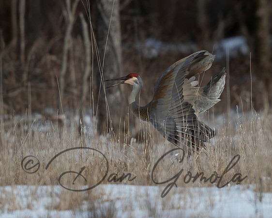 Sandhill Crane