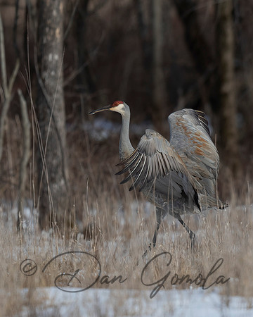 Sandhill Crane
