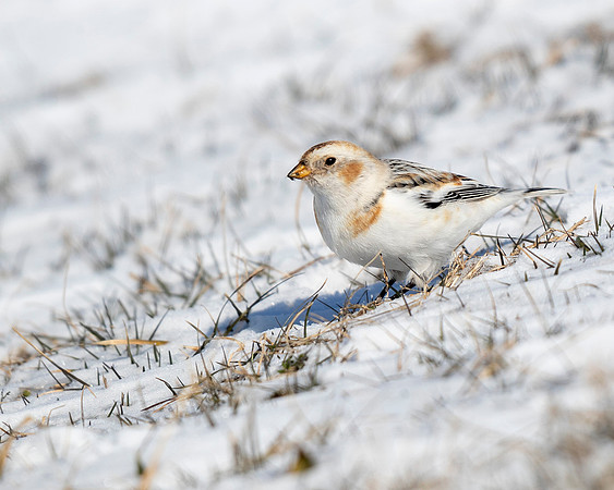 Snow Bunting