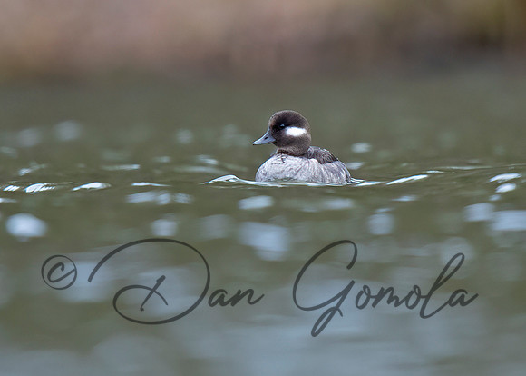 Bufflehead