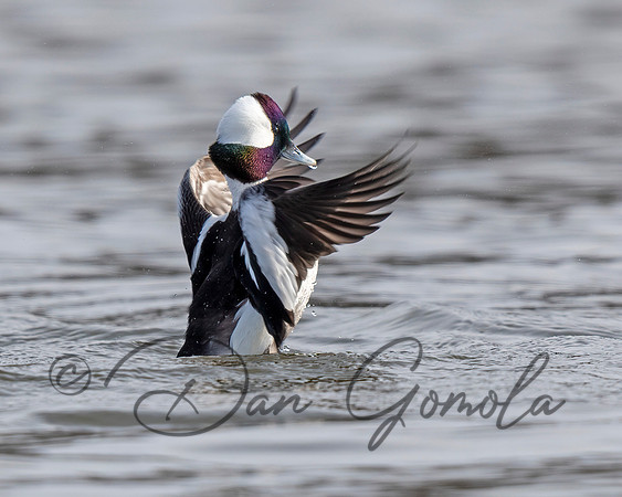 Bufflehead