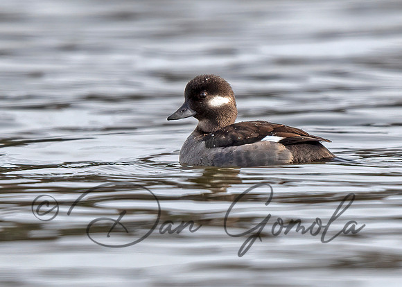Bufflehead