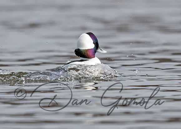 Bufflehead