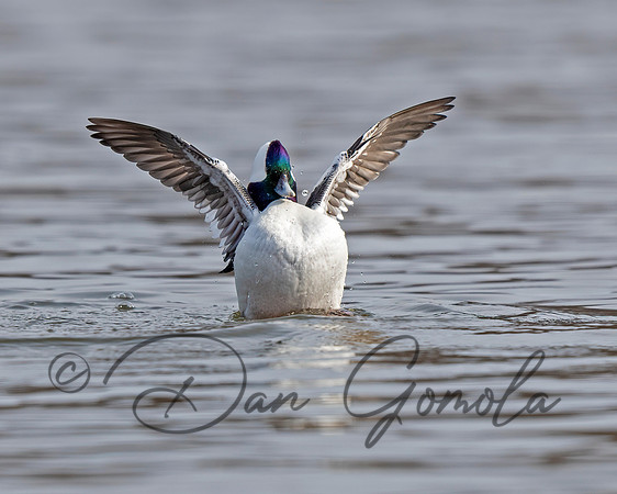 Bufflehead