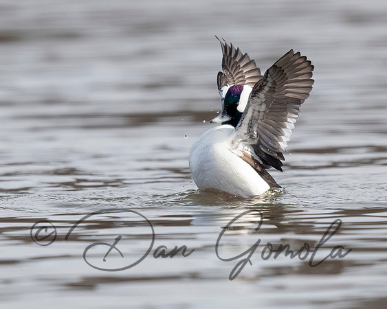 Bufflehead