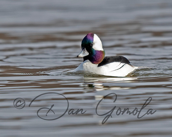 Bufflehead