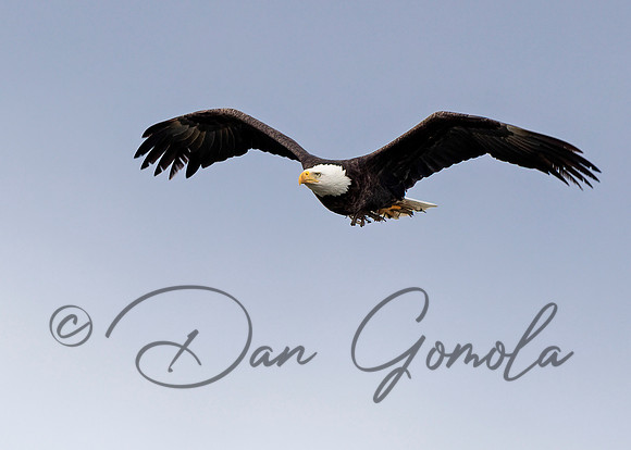 Bald Eagle