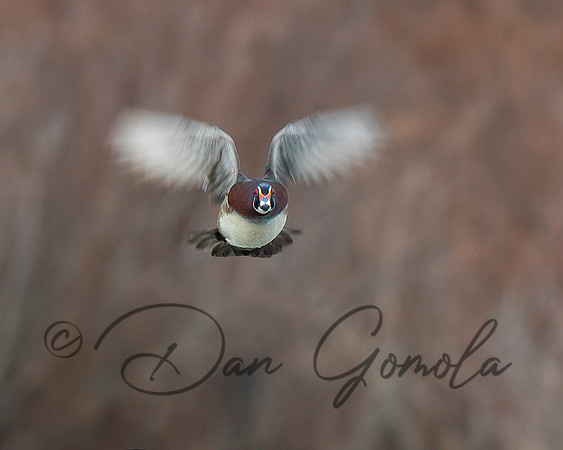 Wood Duck