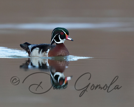 Wood Duck